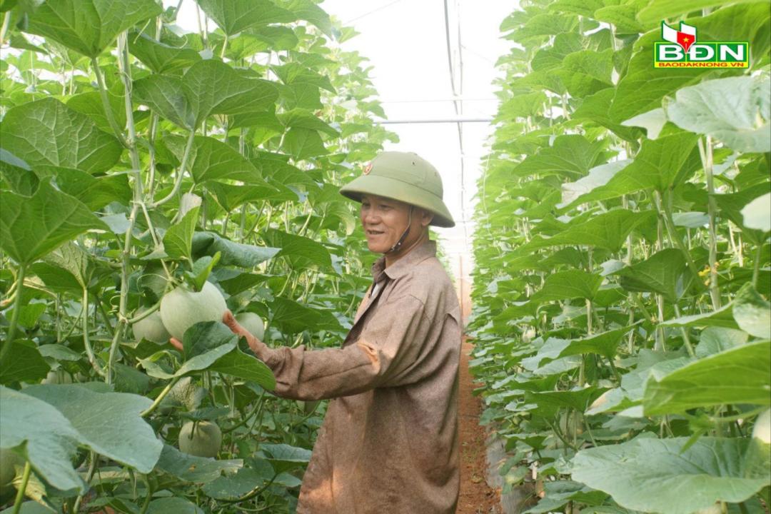 Nông nghiệp công nghệ cao Gia Nghĩa