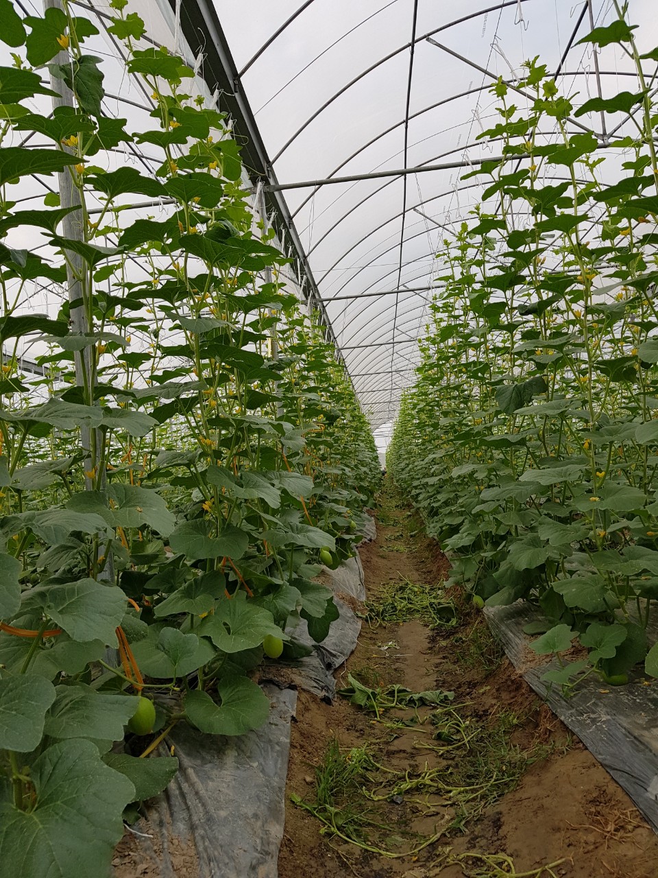Nông nghiệp công nghệ cao Quế Võ