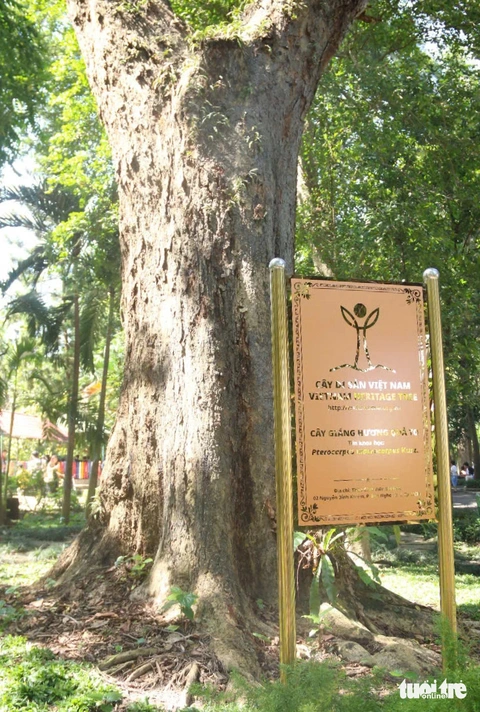 Cây cổ thụ tại Thảo Cầm Viên