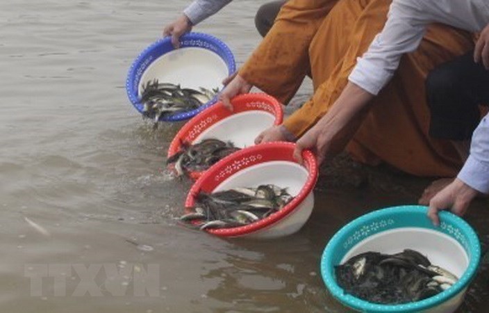 Phóng sinh rằm tháng giêng