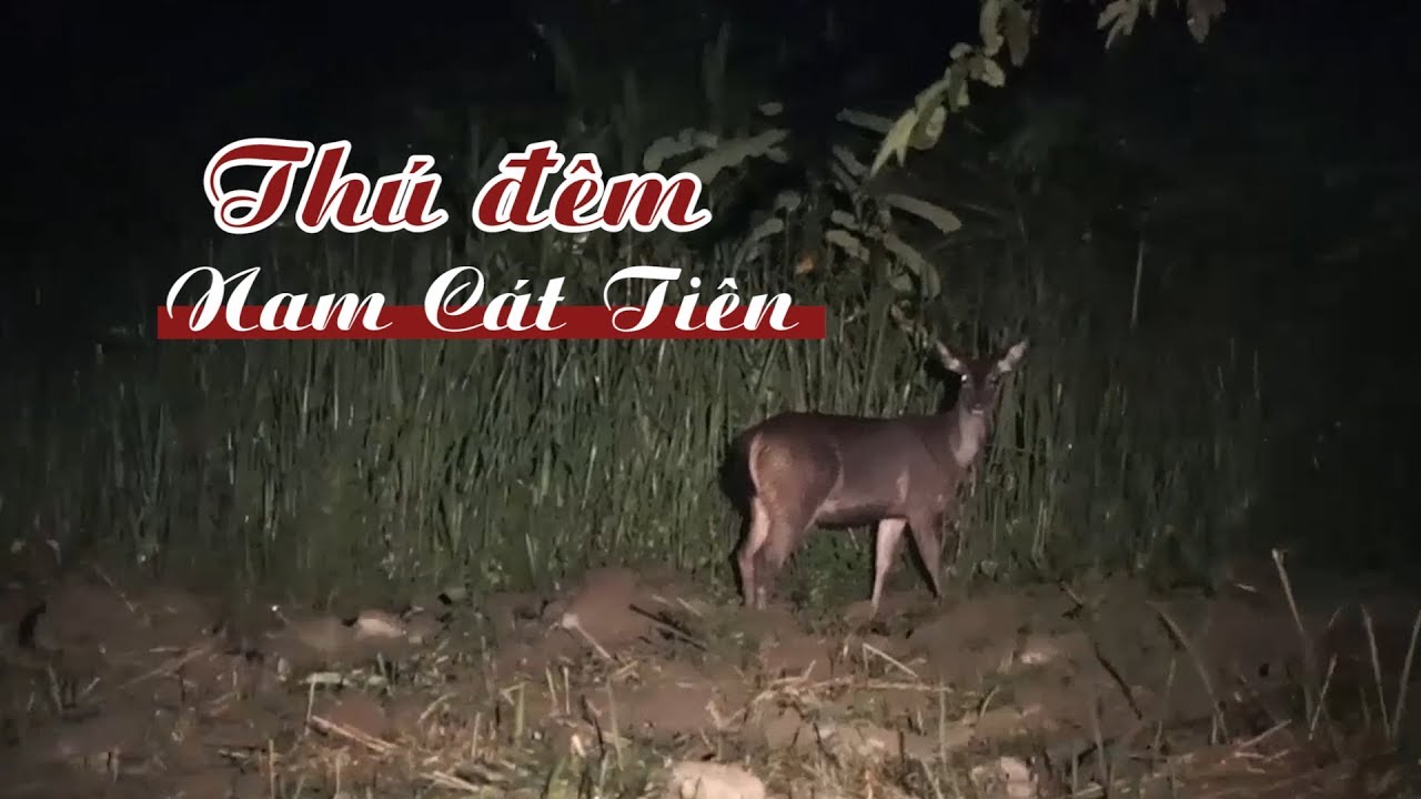 Xem thú đêm Cát Tiên