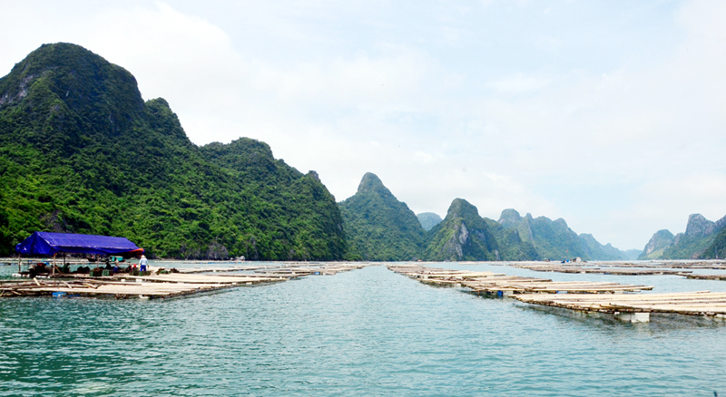 Bãi hàu ở Hạ Long