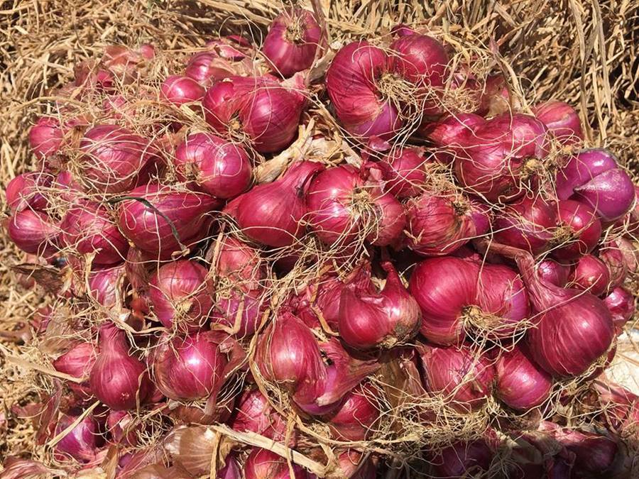 Đặc sản hành tím Vĩnh Châu